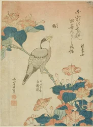 Japanese Grosbeak and Marvel of Peru (Ikaru, oshiroi no hana), från en namnlös serie av blommor och fåglar