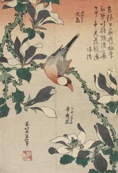 Java sparv och magnolia, ca 1832
