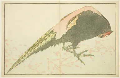 Male Pheasant, från The Picture Book of Realistic Paintings of Hokusai (Hokusai shashin gafu)