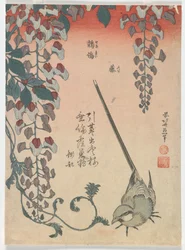 Vagga och blåregn, Edo-perioden, 1834 (färgsnitt)