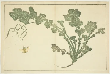 Geting- och kålrotsstjälk, från "The Picture Book of Realistic Paintings of Hokusai (Hokusai shashin gafu)"