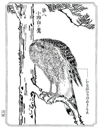 En hök, 1898.