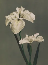 Iris Kaempferi, 1896 (handfärgad kollotyp)