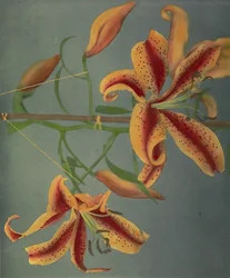 Lily, 1896 (handfärgad kollotyp)