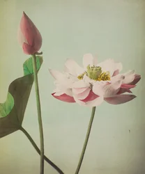 Lotus, 1896 (handfärgad collotype)