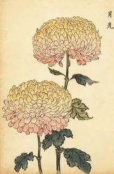 Hybrid guld och rosa pompongkrysantemum., 1893 (gravyr)