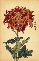 Hybrid orange och crimson krysantemum., 1893 (gravyr)