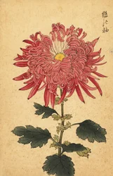 Hybrid rosa fjäderkrysantemum., 1893 (gravyr)