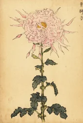 Hybrid rosa spindelkrysantemum., 1893 (gravyr)