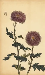 Hybrid lila krysantemum., 1893 (gravyr)