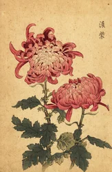 Hybrid lax-rosa krysantemum., 1893 (gravyr)