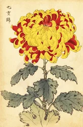 Hybrid scharlakansröd och gul krysantemum., 1893 (gravyr)