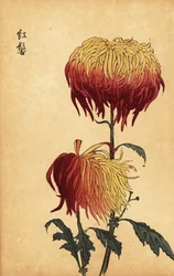 Hybrid brokig gul, orange och crimson krysantemum., 1893 (gravyr)
