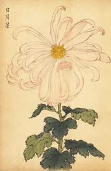 Hybrid vit och rosa krysantemum., 1893 (gravyr)