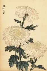 Hybrid vit och rosa krysantemum., 1893 (gravyr)