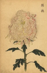 Hybrid vit och rosa fjäderkrysantemum., 1893 (gravyr)