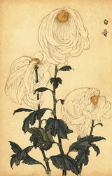 Hybrid vit krysantemum., 1893 (gravyr)