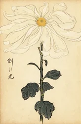 Hybrid vit krysantemum., 1893 (gravyr)