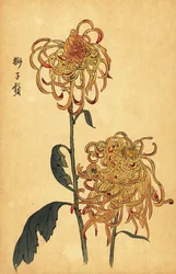 Hybrid gul och orange spindelkrysantemum., 1893 (gravyr)