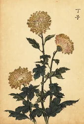 Hybrid gul krysantemum., 1893 (gravyr)