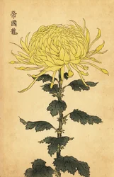 Hybrid gul krysantemum., 1893 (gravyr)