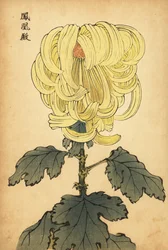 Hybrid gul incurve krysantemum., 1893 (gravyr)