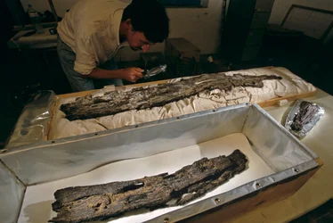 Dr. Matthew Adams inspekterar träbåtsplanka i labb, lövträ, inte cederträ, från Abydos, Egypten, 2005 (foto)