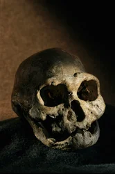 Homo erectus-skalle, tandlös, Dmanisi, Georgien Homo erectus-fyndplats