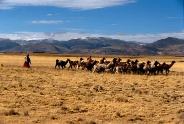 Lama saltkaravan, Solens imperier; Bolivia; ursprungsbefolkningar; Anderna; Tiwanaku, 2002 (foto)