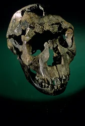 Turkana Boy, Kenya, West Turkana, Lake Turkana, KNMER-WT15000, H. erectus, Nariokotome..., 2008 (foto)