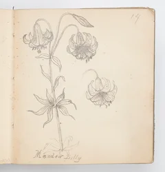 Skissboksida: Meadow Lily