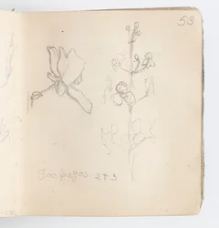 Skissboksida: Sketch of Flower