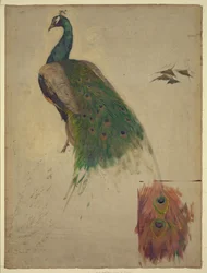 Vetenskaperna, studie för påfågel i tympanon, sydvästra galleriet, dekor för Library of Congress, abstrakt/medium