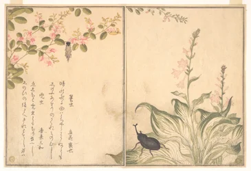 Säckspinnarlarv (Minomushi); noshörningsbagge (Kabutomushi), ur Bilderboken om krypande varelser (Ehon mushi erami)