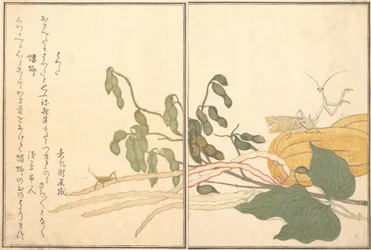 Konhövdad gräshoppa eller gräshoppa, batta, Bönsyrsa Toro eller Kamakiri..., 1788.