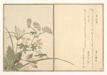 Vårtbitare (Umaoi-mushi); tusenfoting (Mukade), ur Bilderbok om krypande varelser (Ehon mushi erami)
