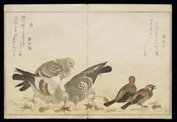 P.332-1946 Vol.2 f.5 Three Pigeons and two Finches, från ett album 