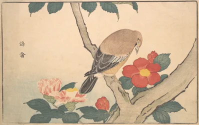 Kamelia med en fågel, 1789.