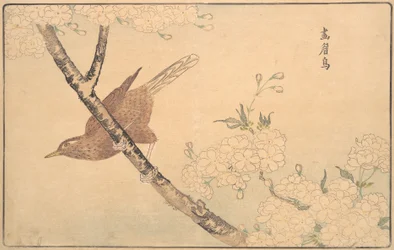 Gråtrasten, 1789.