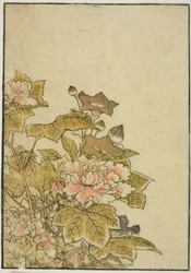 Autumn Flowers: Peonies and Bellflowers, från boken "Mirror of Beautiful Women of the Pleasure Quarters (Seiro bijin awase sugata kagami)," vol. ２