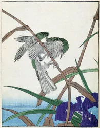 Fågel på ett träd. Japansk teckning av Kitao Kosuisai