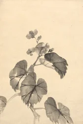 Gren av Begonia i blom.