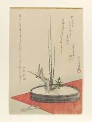 Arrangemang av plommon, Fukujusō (adonis) och sax