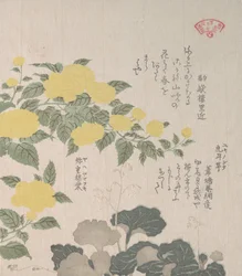 Corchorus eller Yellow Rose and Creeping Saxifrage, 1800-talet.