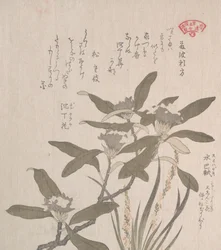 Daphne Odora och Mojisuri-so, 1800-talet.