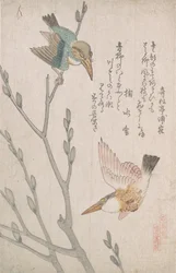 Kungsfiskare och videkissar, 1800-talet.