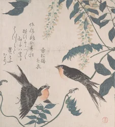 Svalor och Wisteria, 1800-talet.