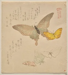 The Painting Manual of Flock of Butterflies (Guncho? Gafu)
