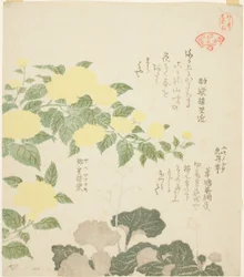 Yellow Roses (Yae yamabuki) och Creeping Saxifrages (Yukinoshita), från serien "Collection of Plants for the Kasumi Poetry Circle (Kasumi-ren somoku awase)"