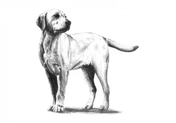 Skiss av en uppmärksam hund